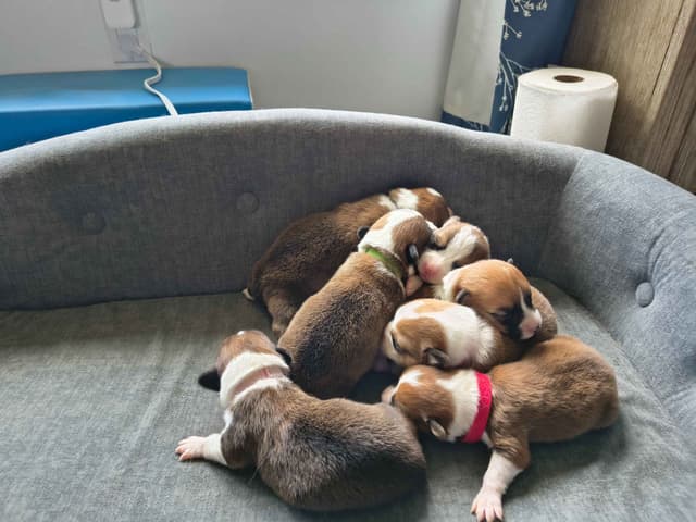 Pembroke Welsh Corgi Puppies media 3