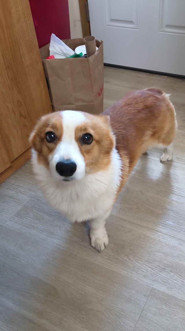 Pembroke Welsh Corgi Puppies media 4
