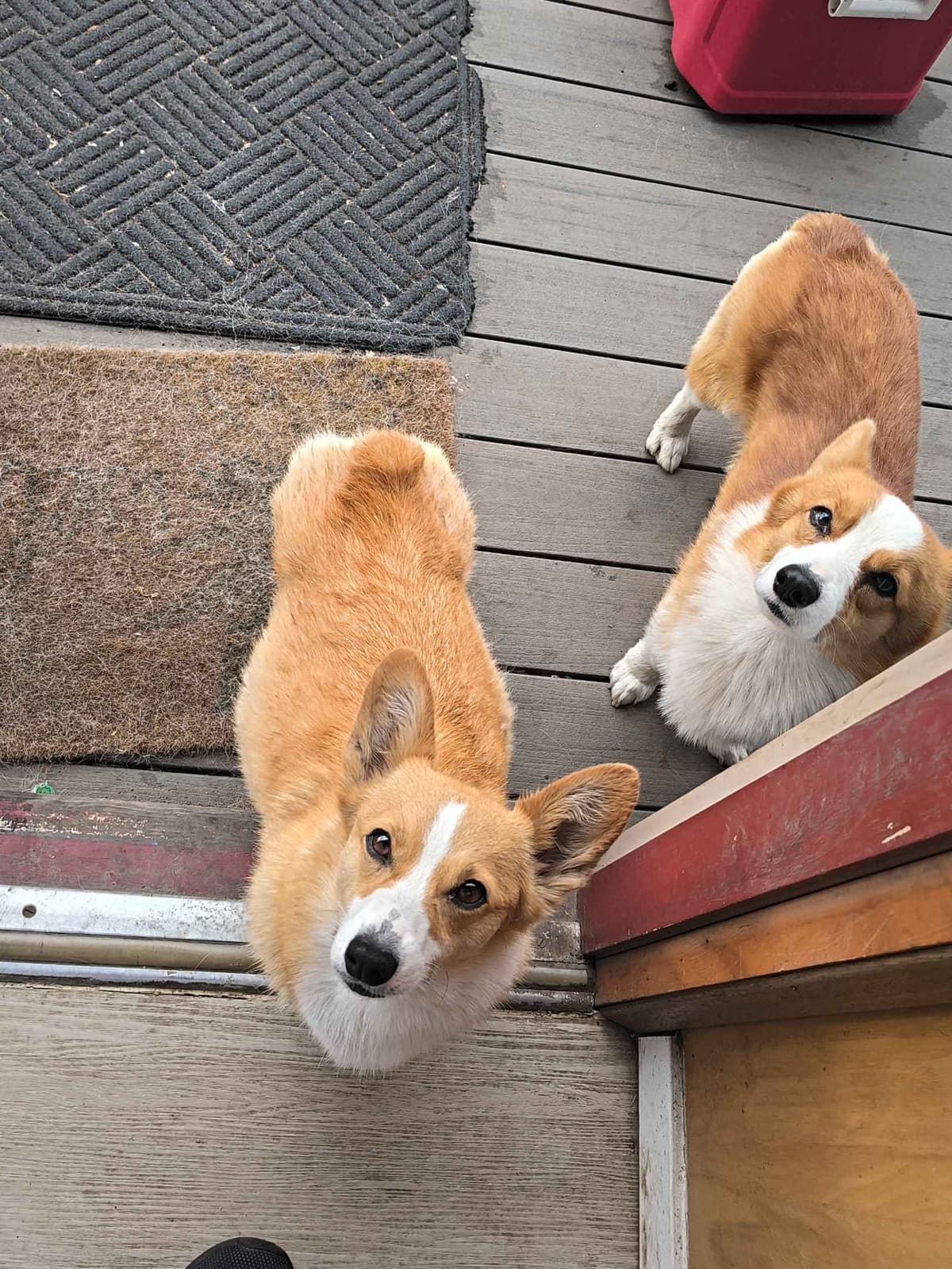 Pembroke Welsh Corgi Puppies breeder image 1