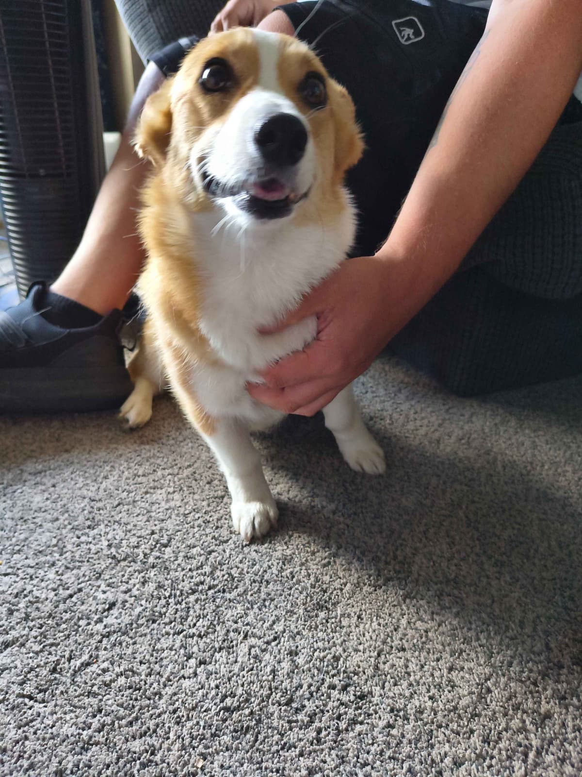 Pembroke Welsh Corgi Puppies breeder image 2