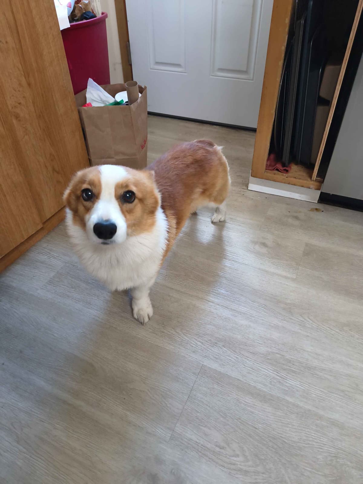 Pembroke Welsh Corgi Puppies breeder image 3