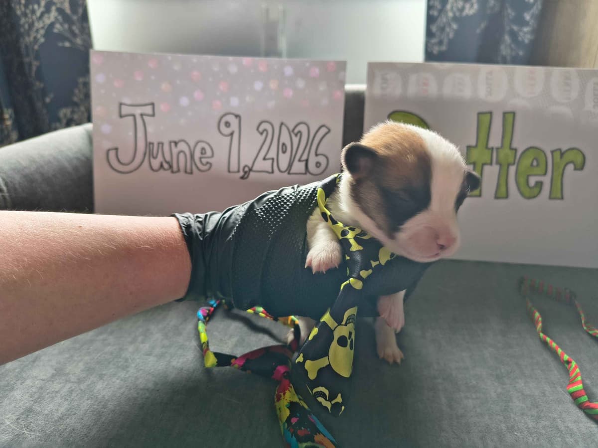 Pembroke Welsh Corgi Puppies breeder image 6