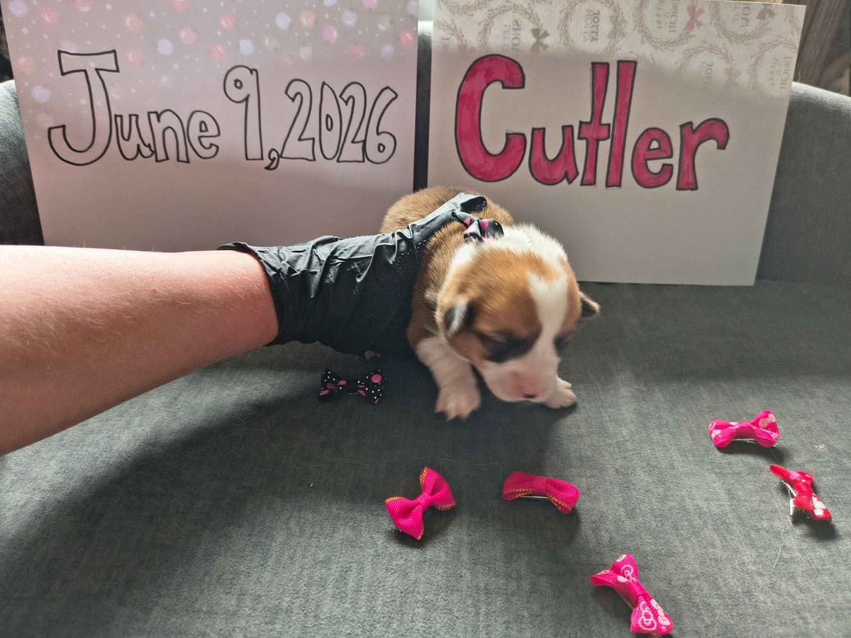 Pembroke Welsh Corgi Puppies breeder image 11