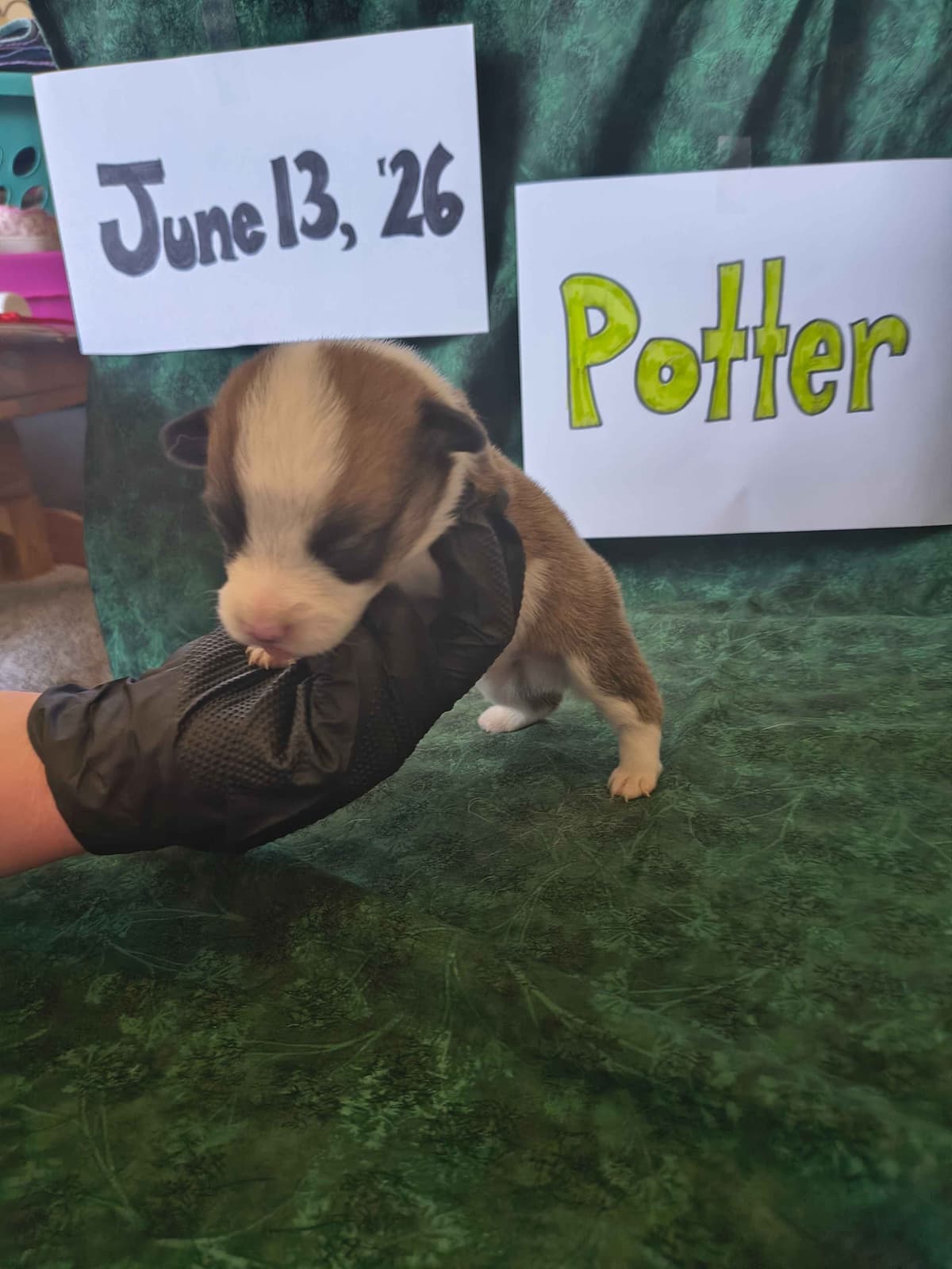 Pembroke Welsh Corgi Puppies breeder image 16
