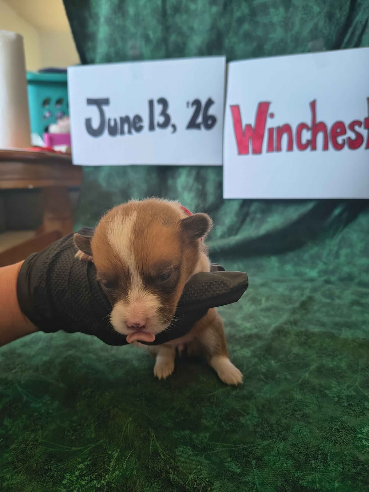 Pembroke Welsh Corgi Puppies breeder image 17