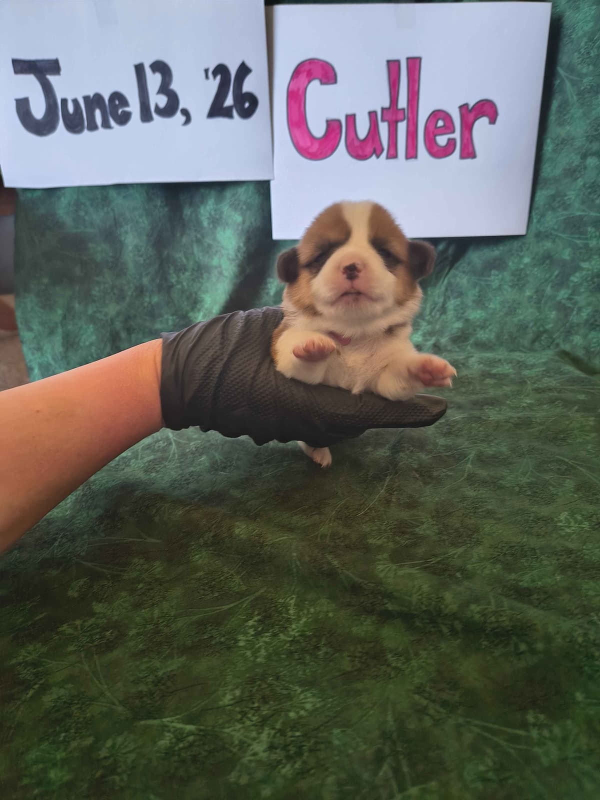 Pembroke Welsh Corgi Puppies breeder image 15