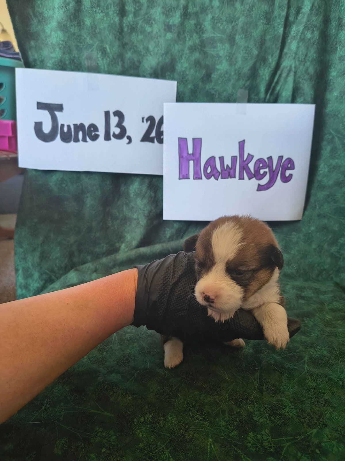 Pembroke Welsh Corgi Puppies breeder image 14