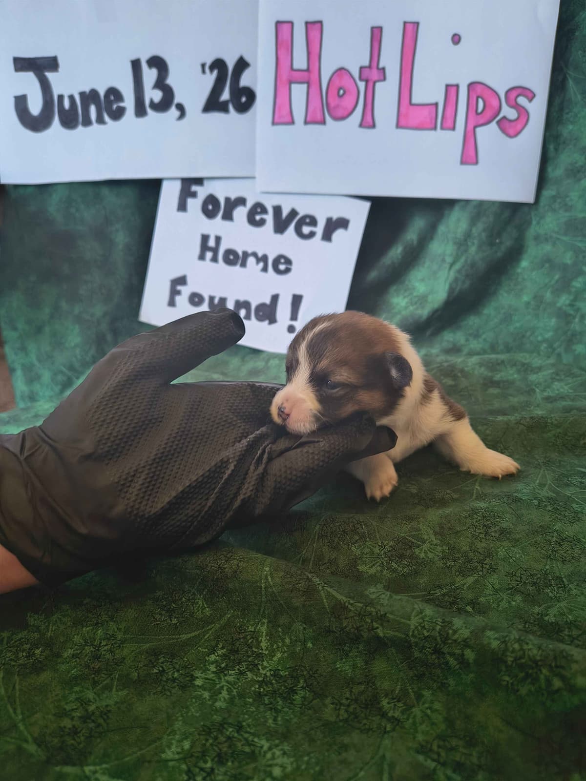 Pembroke Welsh Corgi Puppies breeder image 18