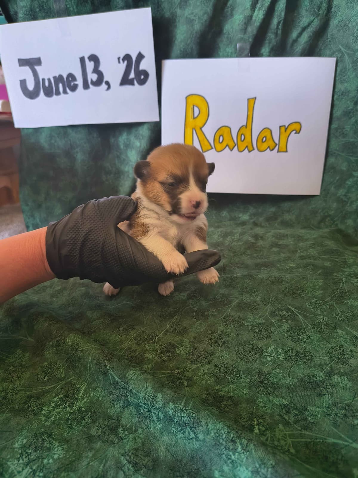 Pembroke Welsh Corgi Puppies breeder image 19