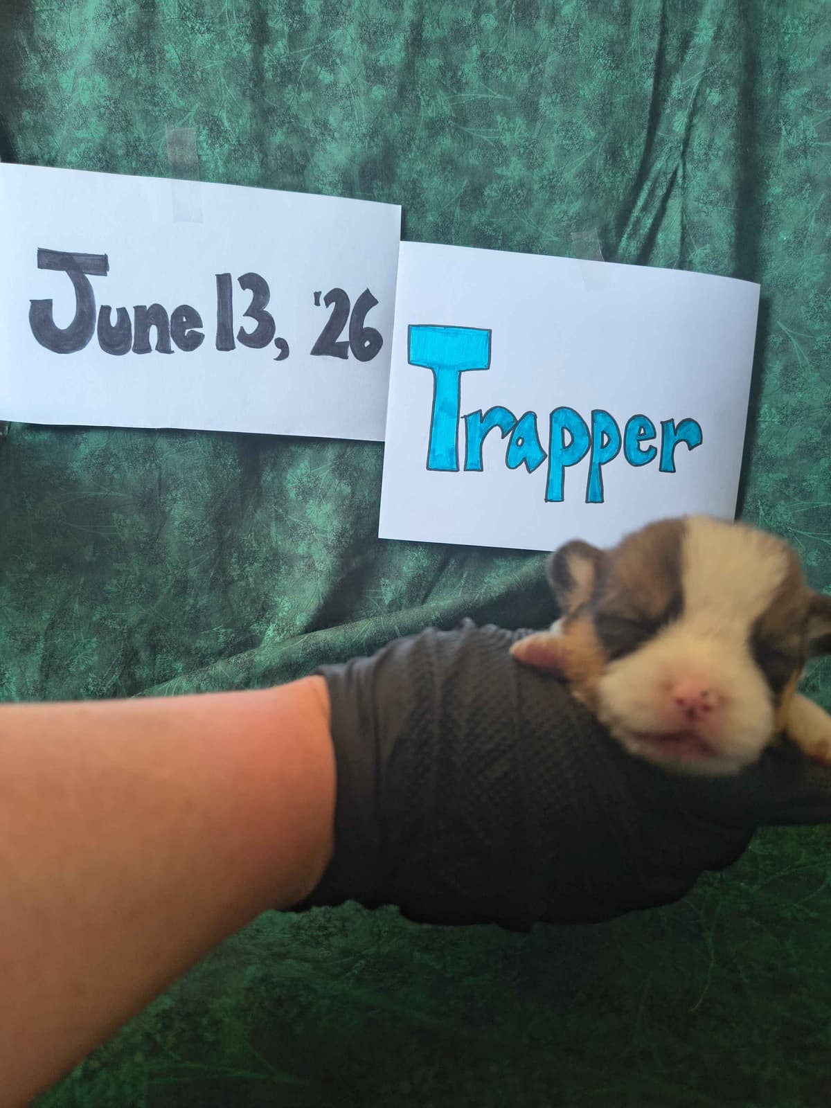Pembroke Welsh Corgi Puppies breeder image 20