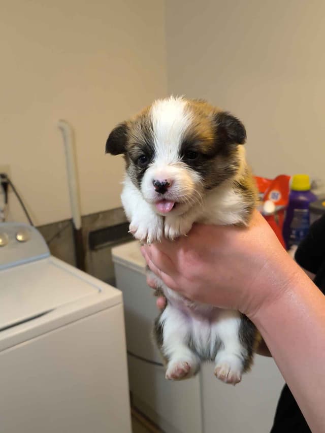 Pembroke Welsh Corgi Puppies media 6