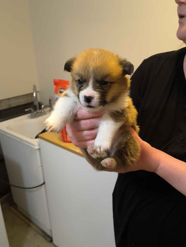Pembroke Welsh Corgi Puppies media 7