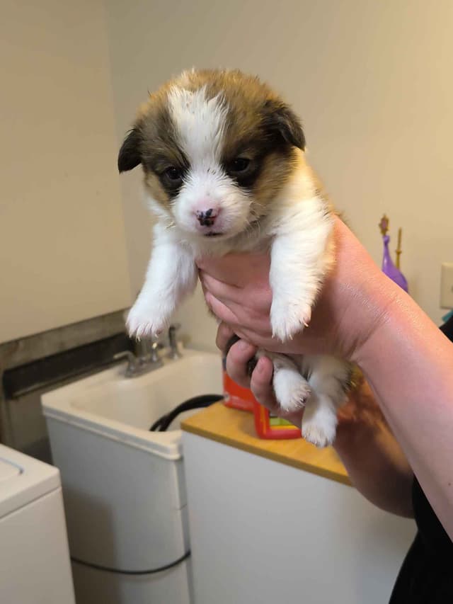 Pembroke Welsh Corgi Puppies media 8
