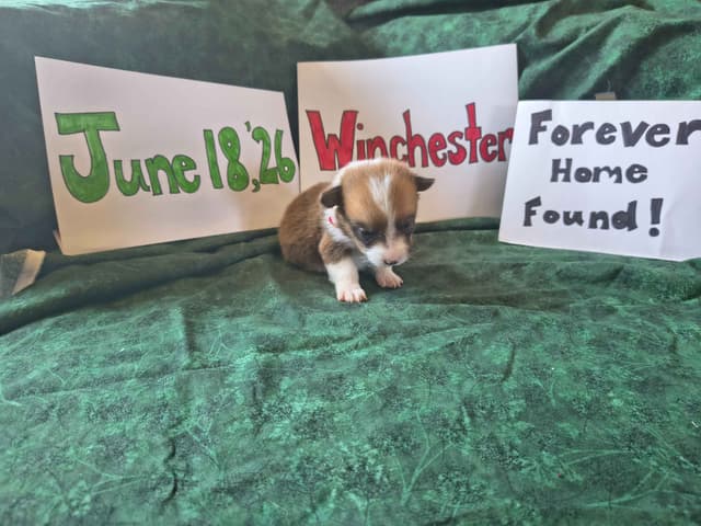 Pembroke Welsh Corgi Puppies media 9