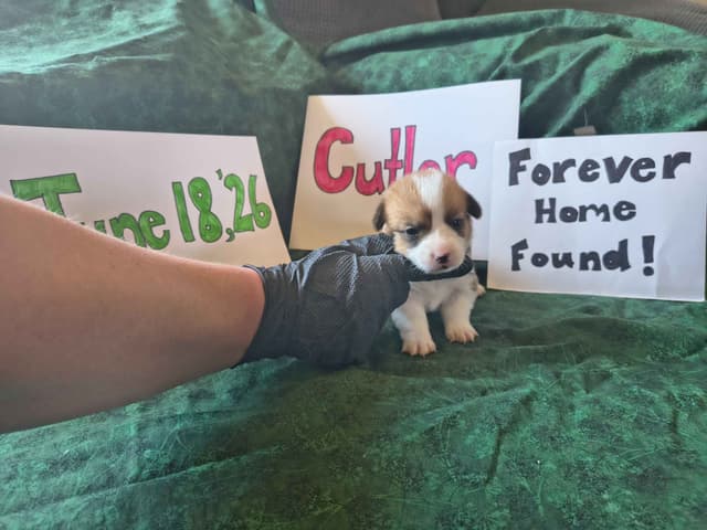 Pembroke Welsh Corgi Puppies media 10