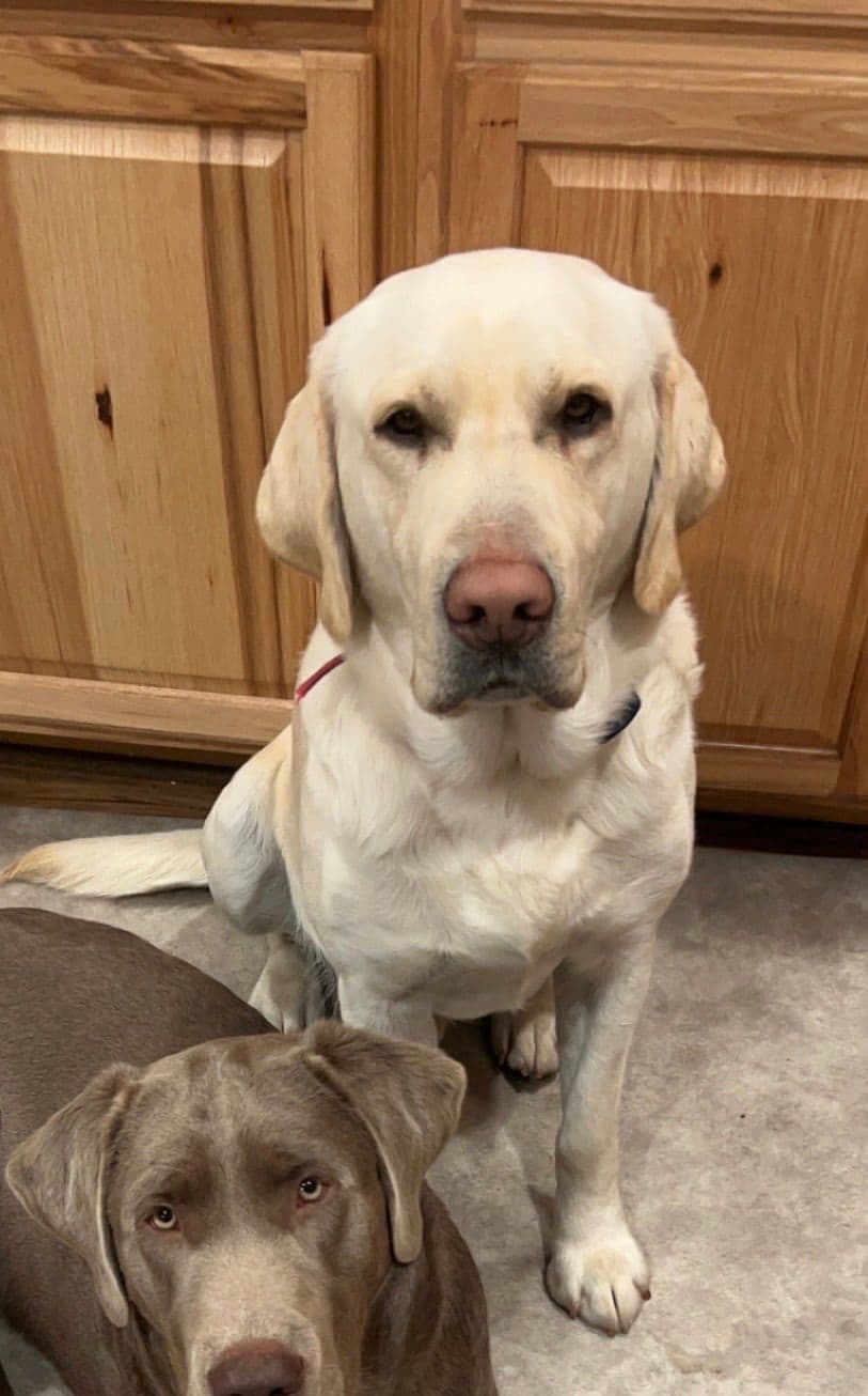 Labrador Retriever Puppies breeder image 7