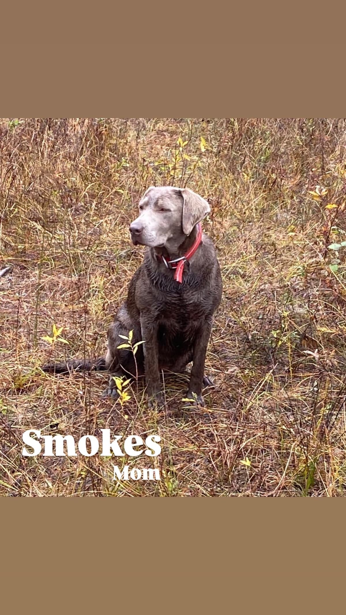 Labrador Retriever Puppies breeder image 8