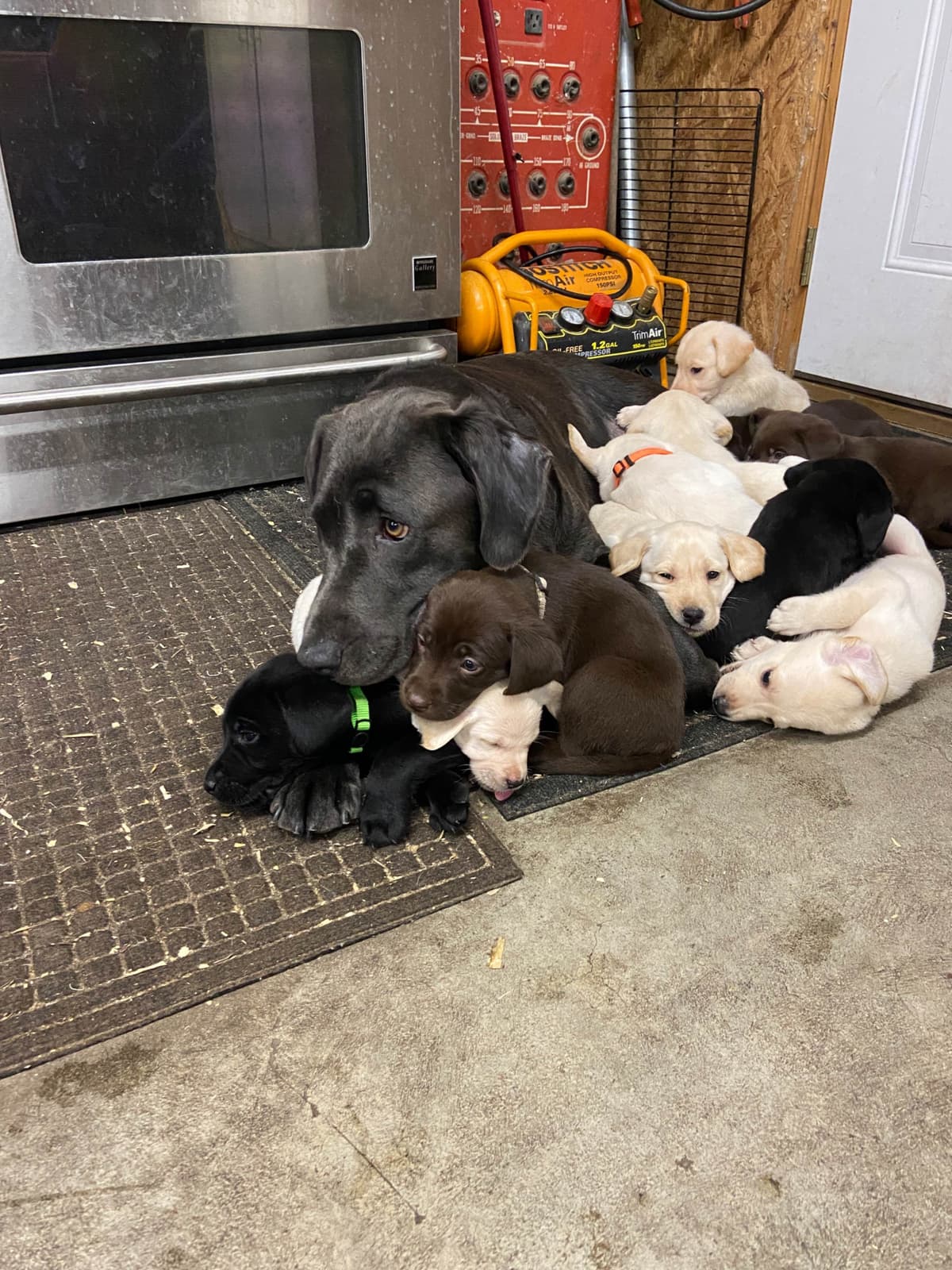 Labrador Retriever Puppies breeder image 1