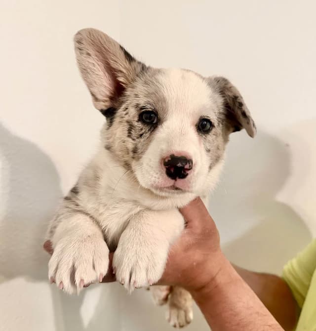 Cardigan Welsh Corgi Puppies media 2