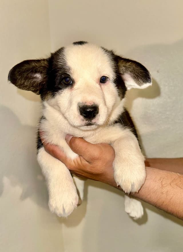 Cardigan Welsh Corgi Puppies media 3