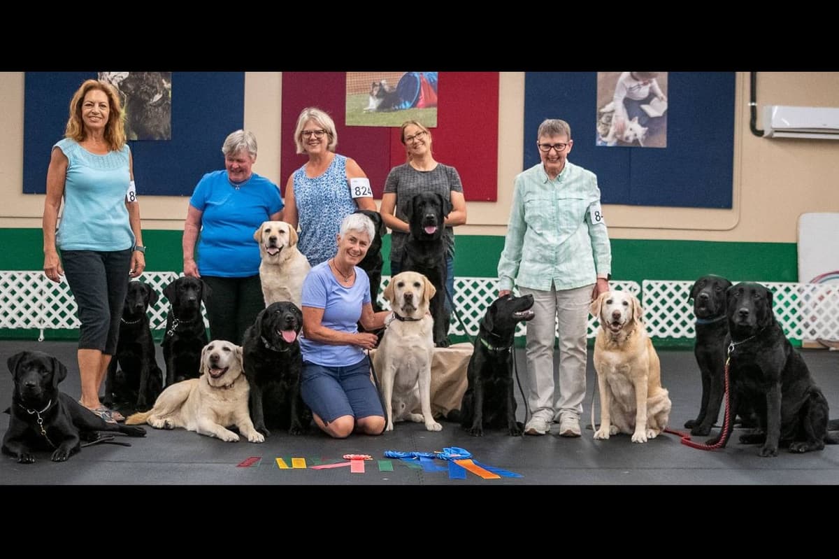 Labrador Retriever Puppies breeder image 1