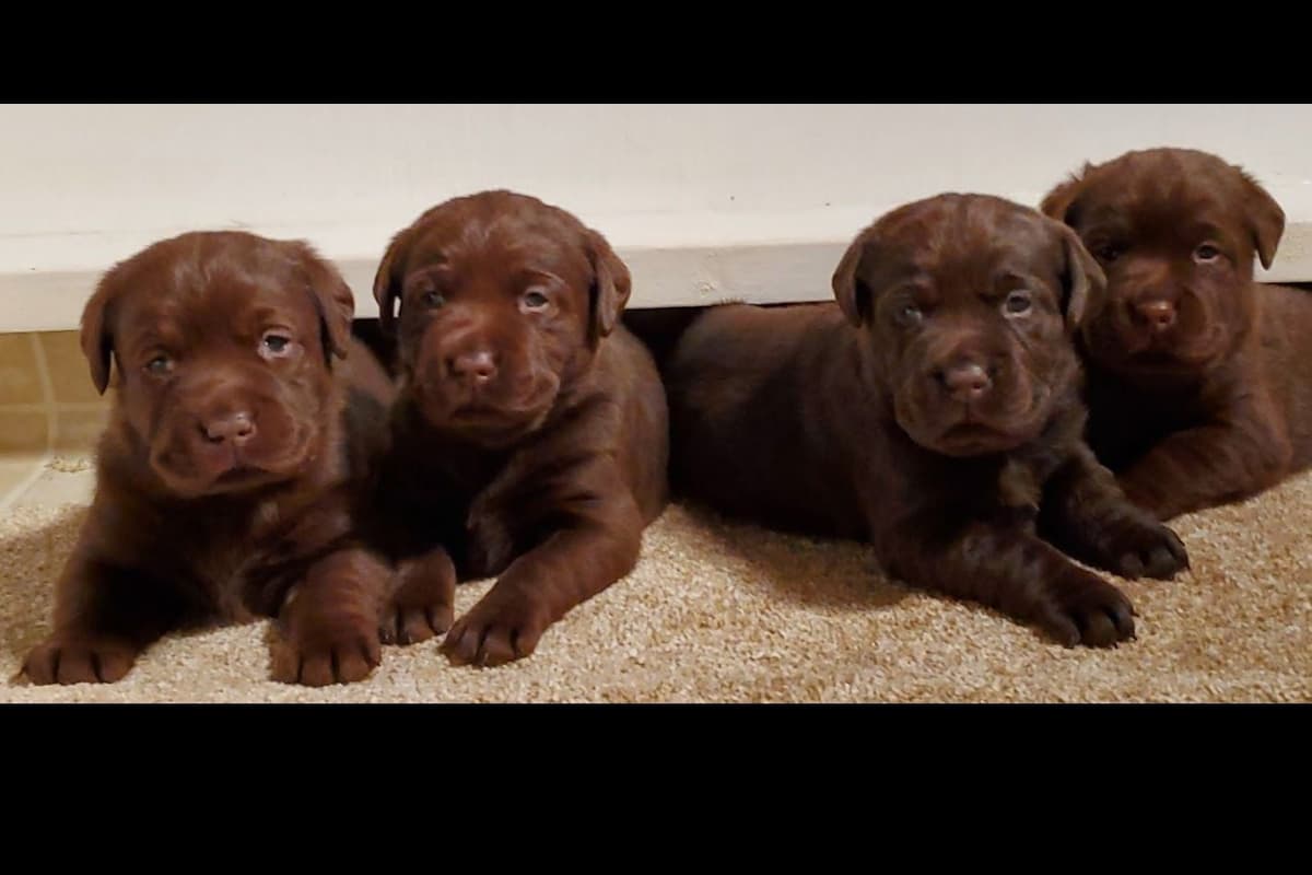 Labrador Retriever Puppies breeder image 2
