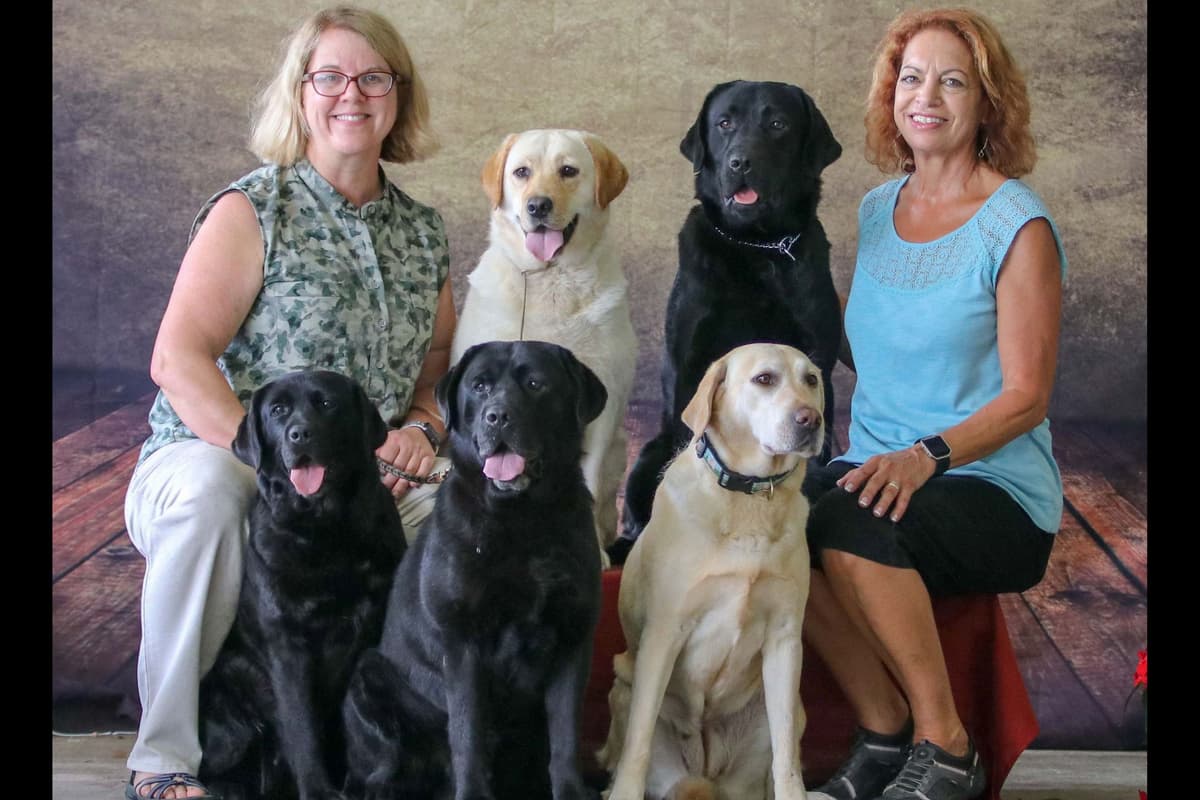 Labrador Retriever Puppies breeder image 4