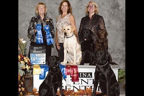 Labrador Retriever Puppies breeder image 5