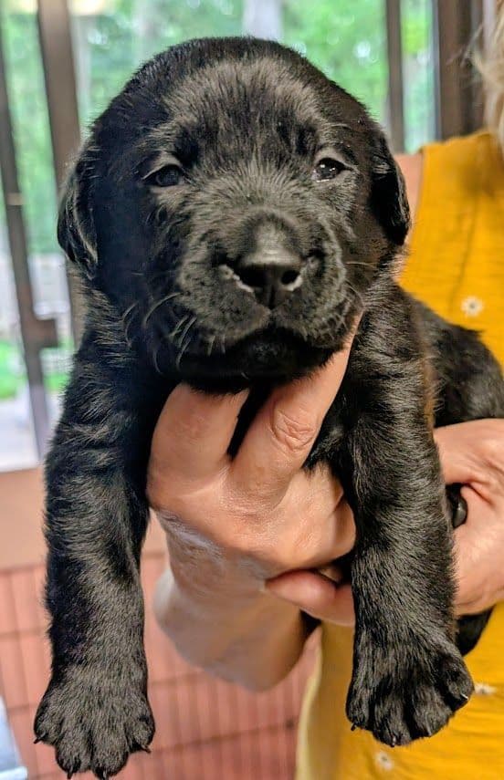 Labrador Retriever Puppies media 6