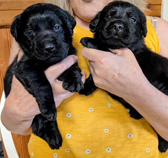 Labrador Retriever Puppies media 4