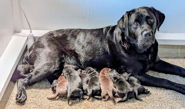 Labrador Retriever Puppies media 5