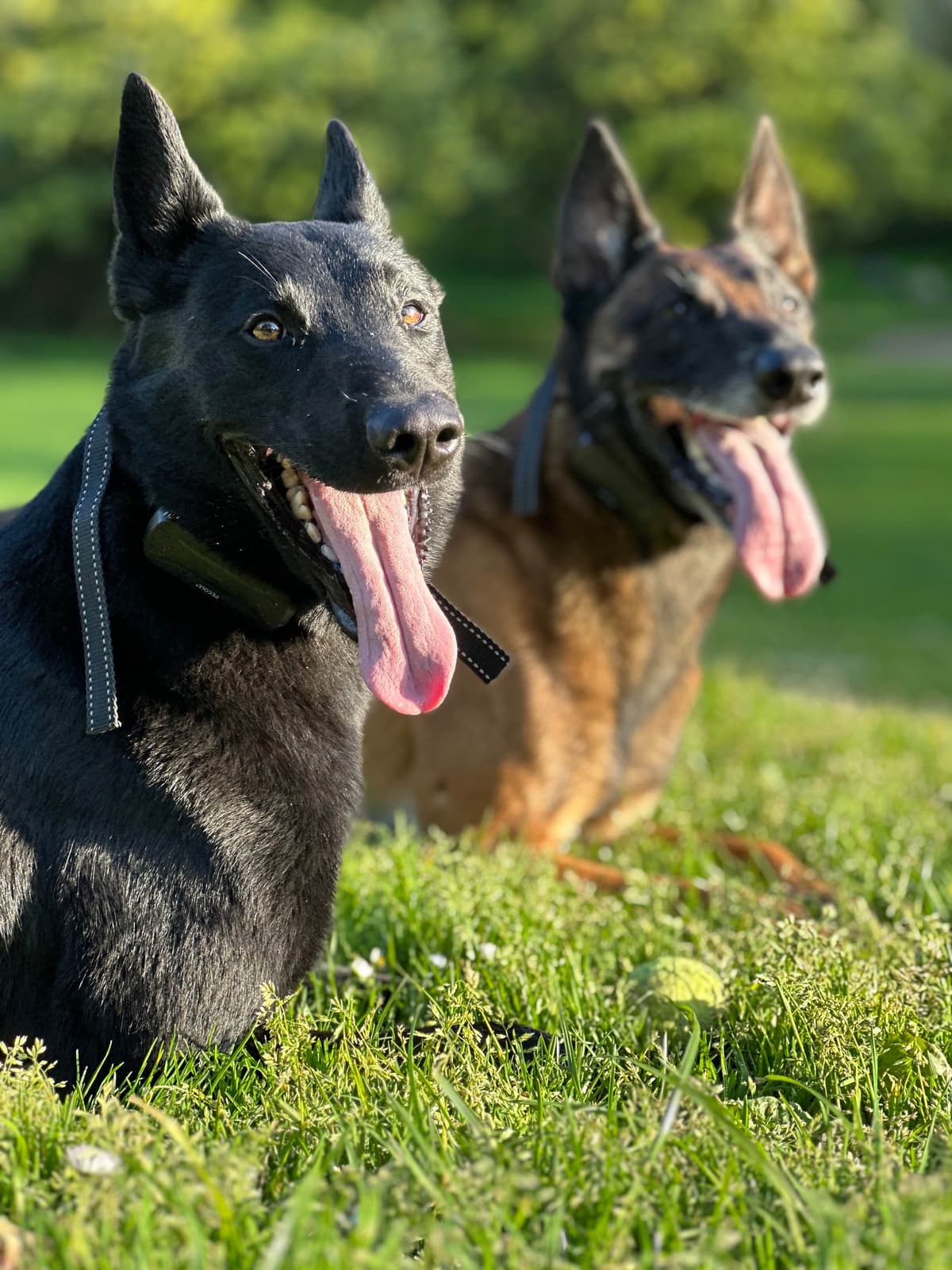 Belgian Malinois Puppies breeder image 1
