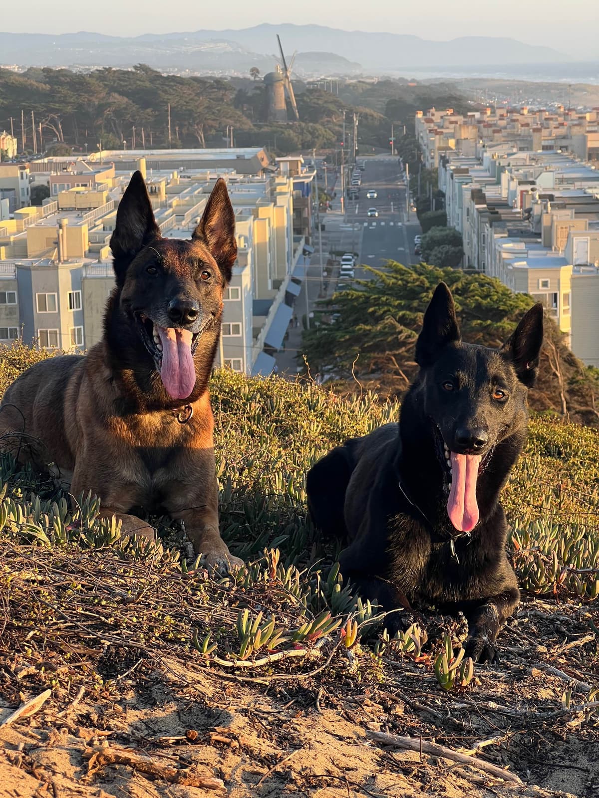 Belgian Malinois Puppies breeder image 2