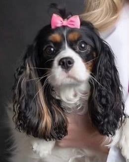 Cavalier King Charles Spaniel Puppies breeder image 1
