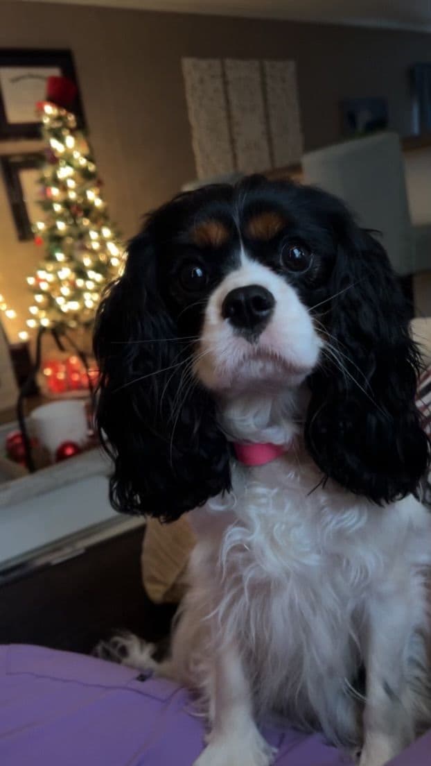 Cavalier King Charles Spaniel Puppies breeder image 2