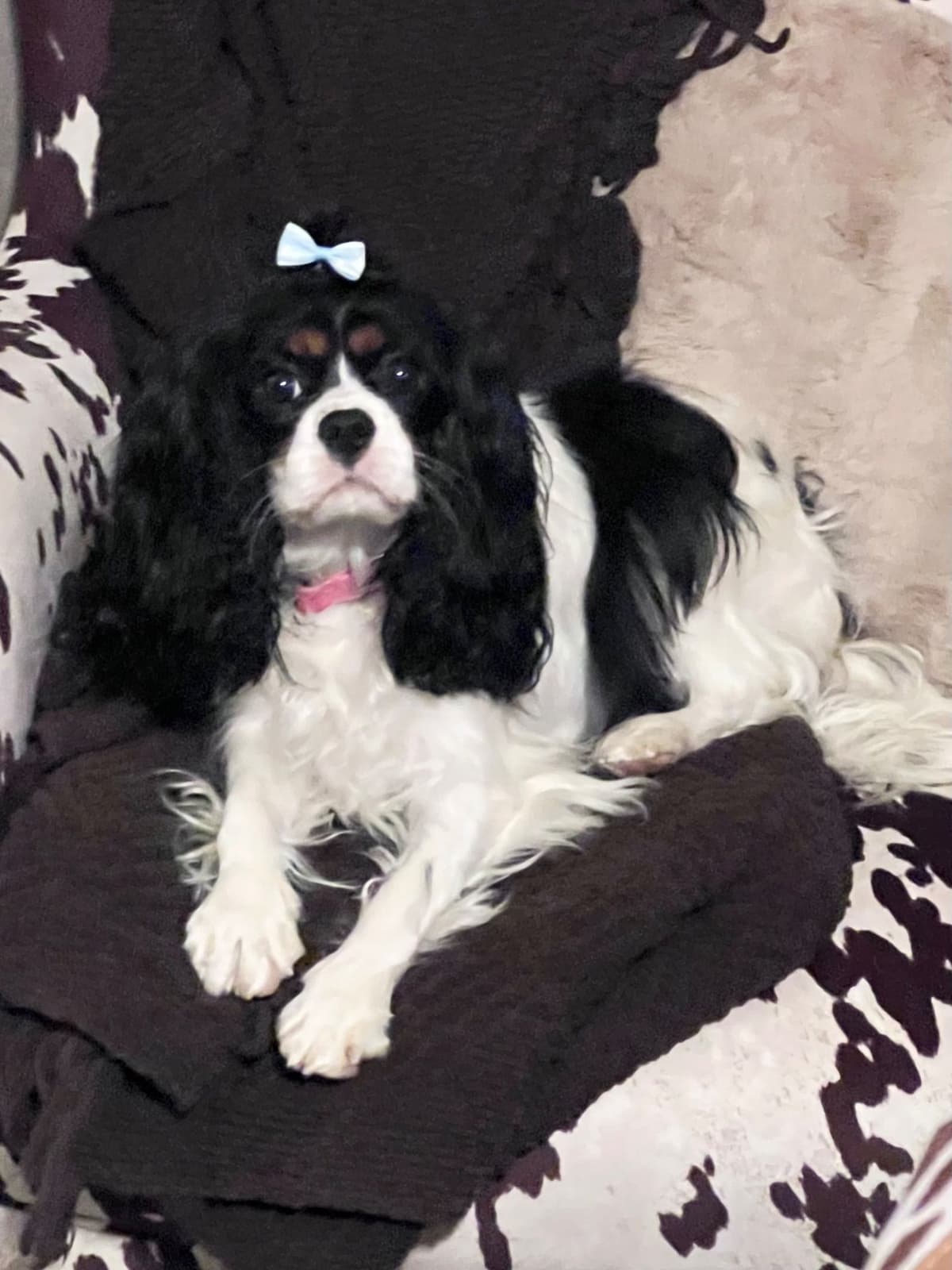 Cavalier King Charles Spaniel Puppies breeder image 3