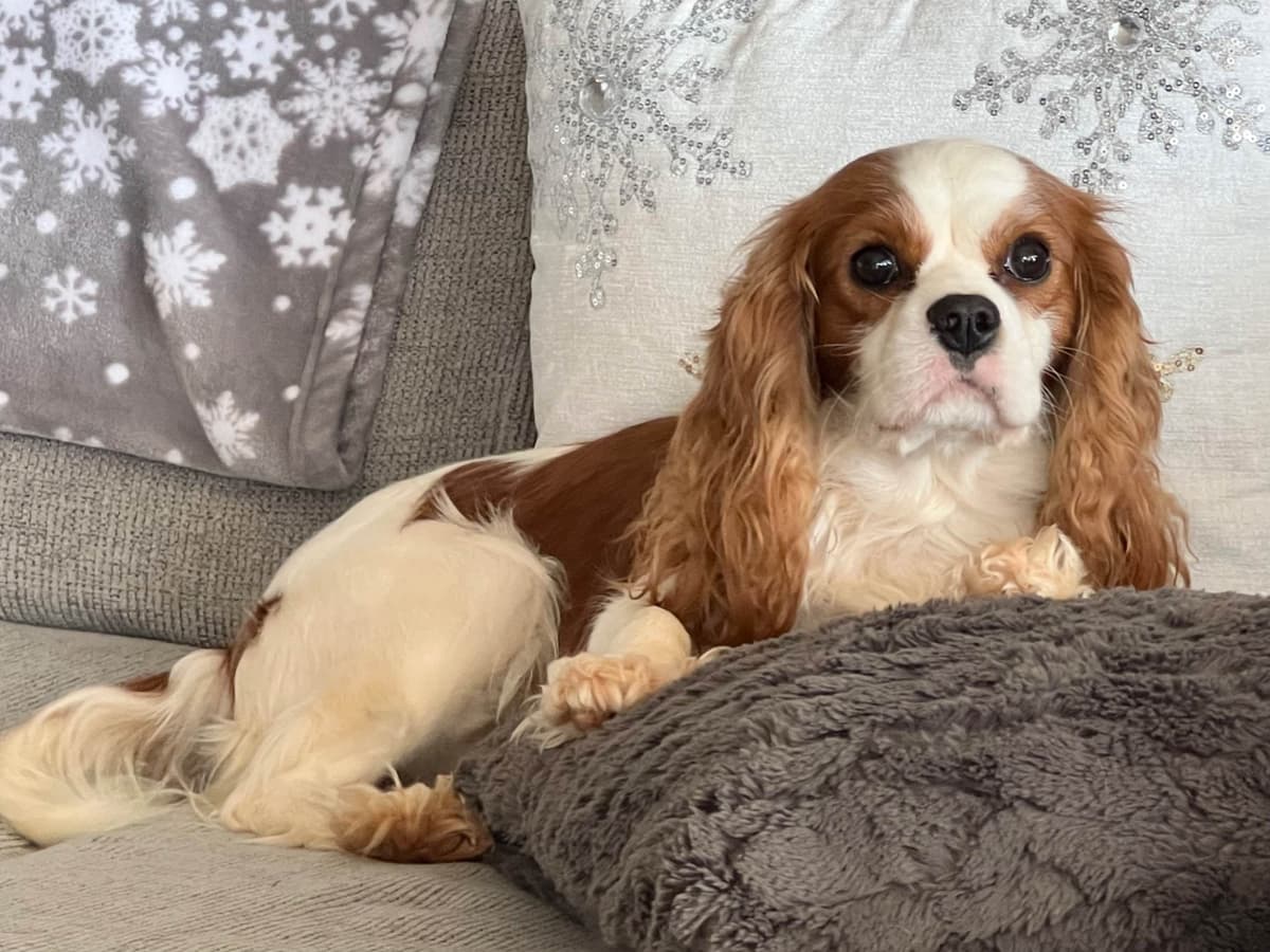 Cavalier King Charles Spaniel Puppies breeder image 4