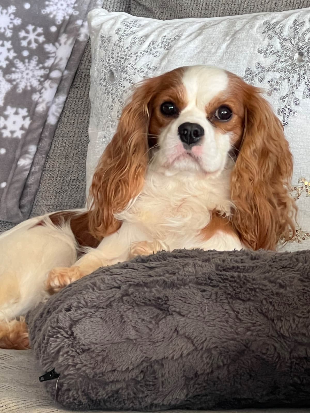 Cavalier King Charles Spaniel Puppies breeder image 5