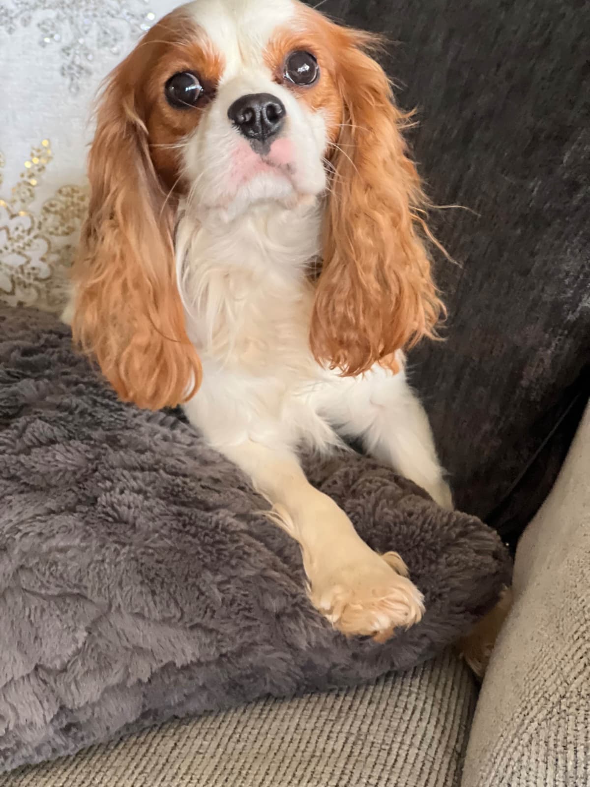 Cavalier King Charles Spaniel Puppies breeder image 6