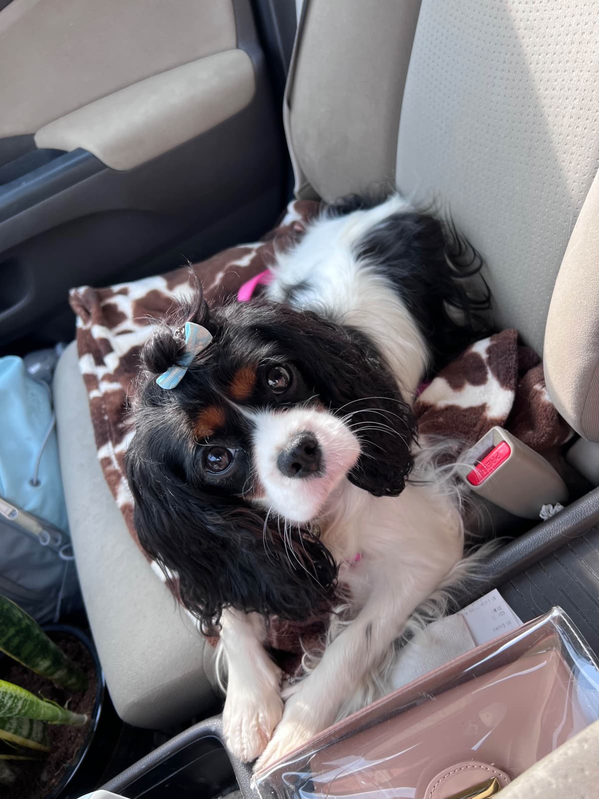 Cavalier King Charles Spaniel Puppies breeder image 7