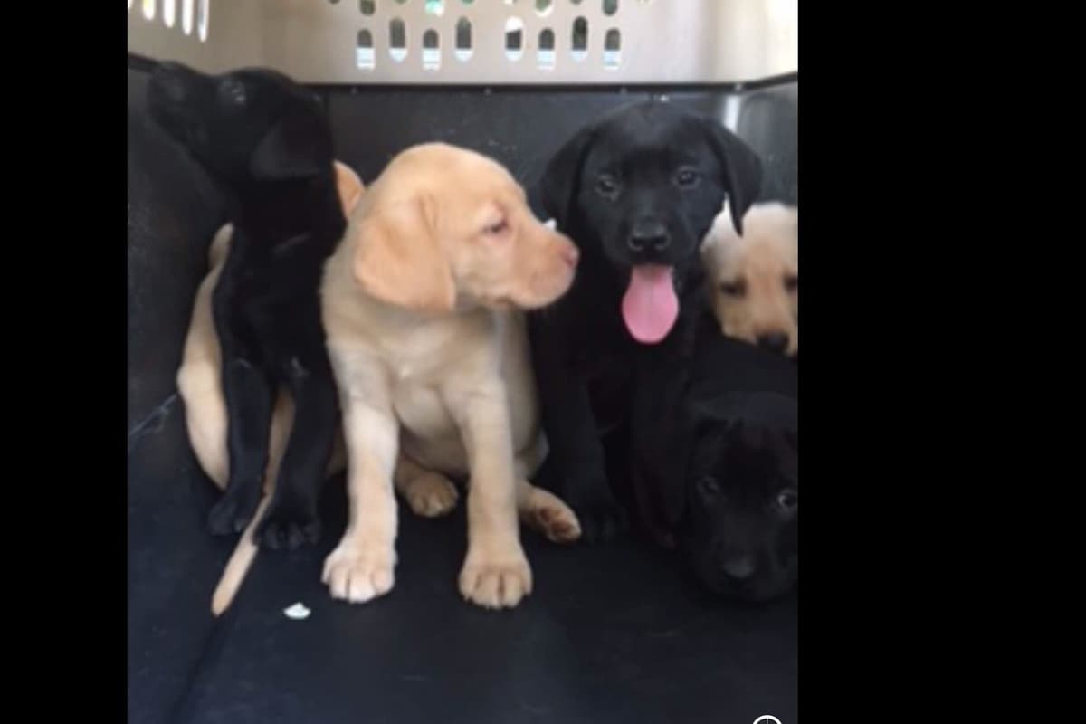 Labrador Retriever Puppies breeder image 1