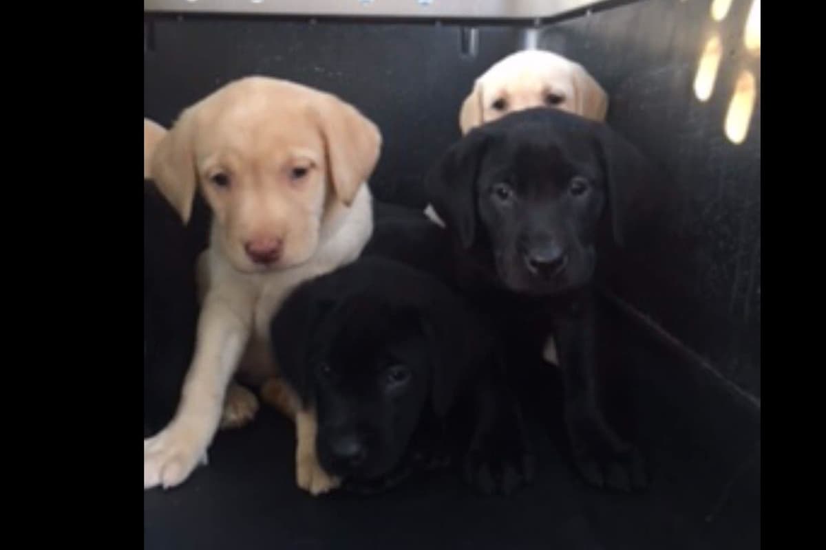 Labrador Retriever Puppies breeder image 2