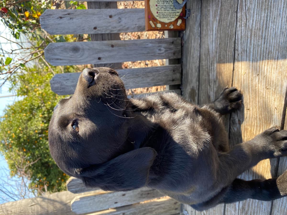 Labrador Retriever Puppies breeder image 3