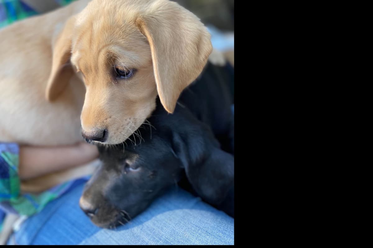 Labrador Retriever Puppies breeder image 4