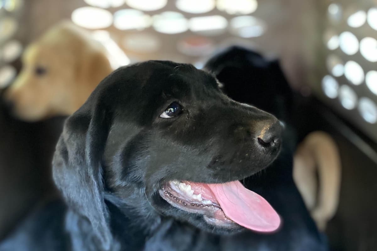 Labrador Retriever Puppies breeder image 5