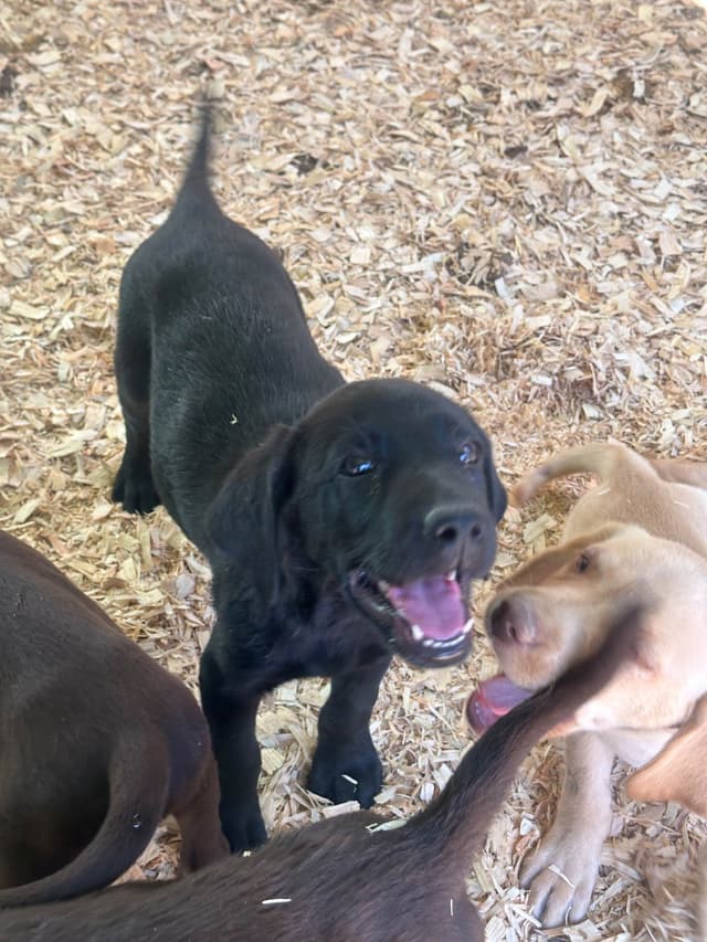 Labrador Retriever Puppies media 2