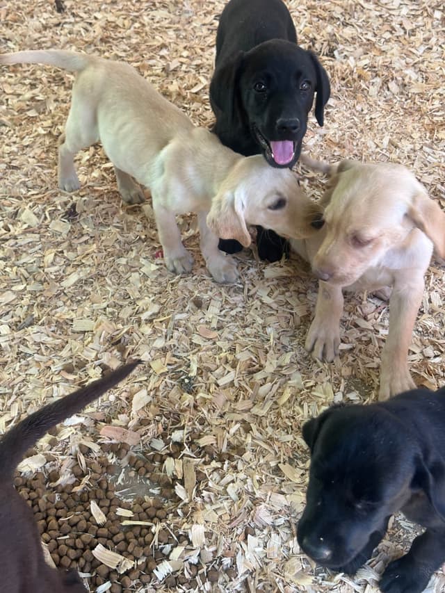 Labrador Retriever Puppies media 3