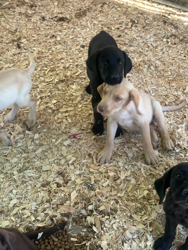 Labrador Retriever Puppies media 4