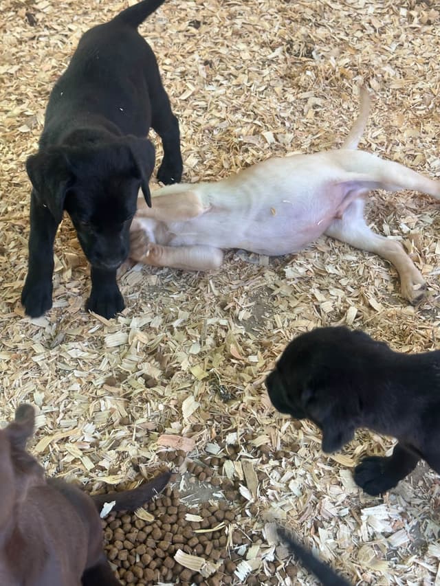 Labrador Retriever Puppies media 5