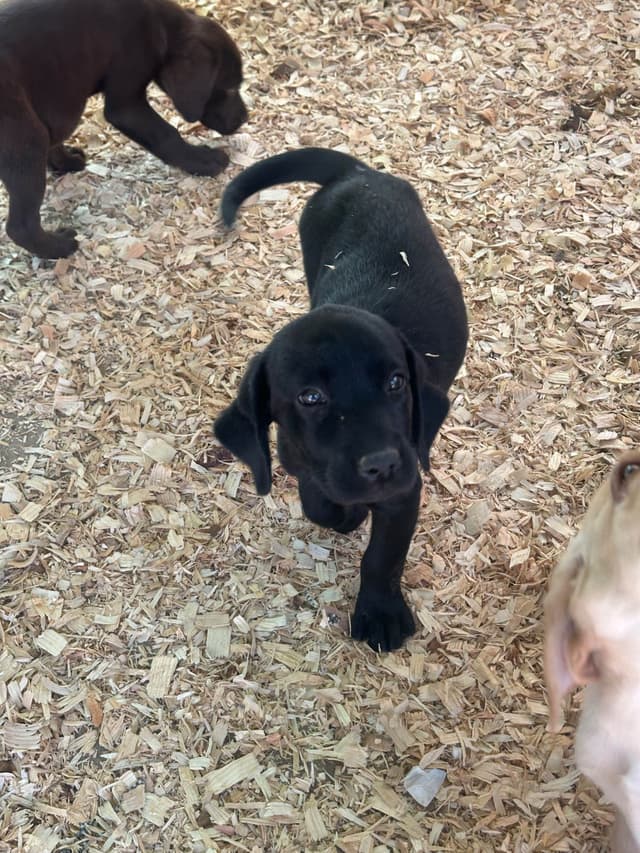 Labrador Retriever Puppies media 6